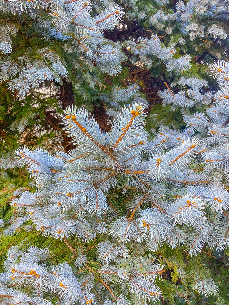 Picea pungens 'Hoopsii'
